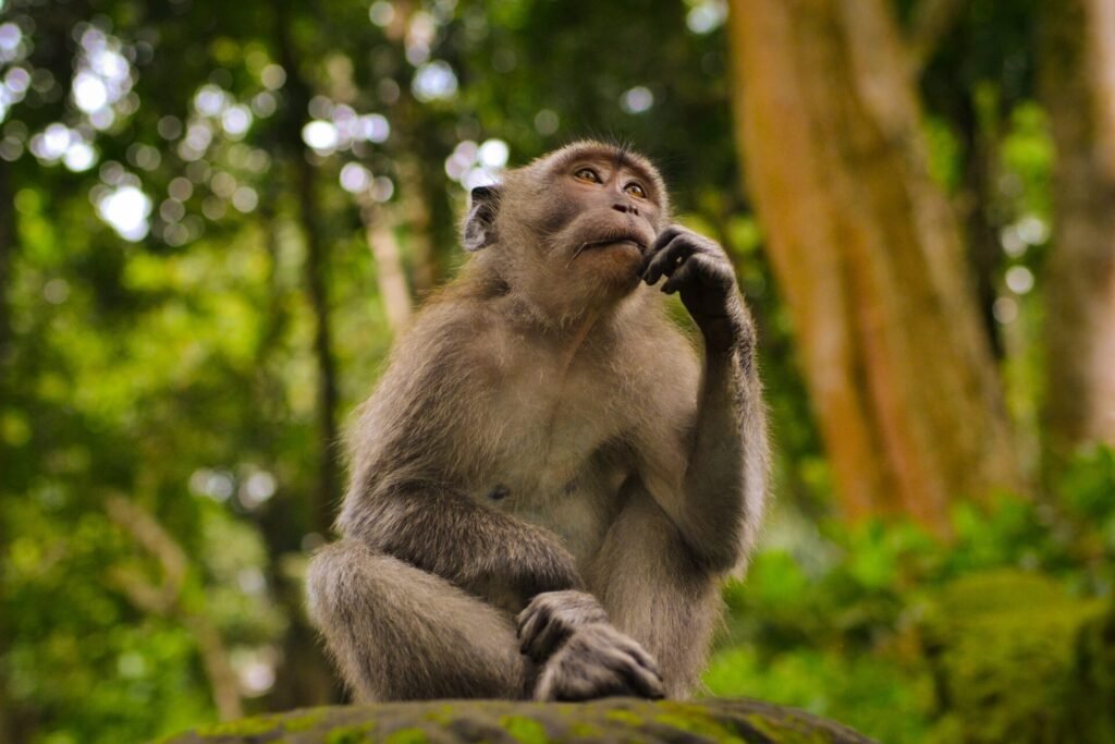 Thinking - Photo by Juan Rumimpunu on Unsplash